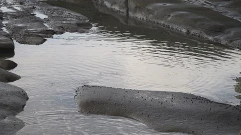 Tide pool filled with tiny creatures creating ripples on surface of the Stock Footage 133438386