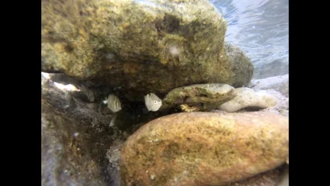 Tide Pool Fish Stock Footage 331686564