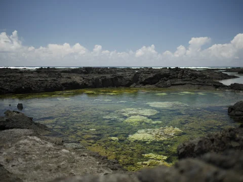 Tide Pool Vidéo 39670254