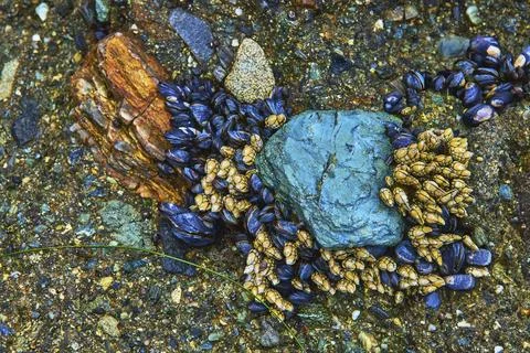Tide Pool Mussels Barnacles and Colorful Rocks Close Up at Laguna Beach Cal.. Stock Photos