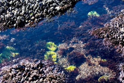 Tide Pool on the Oregon Coast Stock Photos