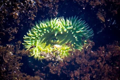 Tide Pool on the Oregon Coast Stock Photos