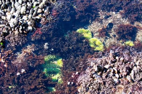 Tide Pool on the Oregon Coast Stock Photos
