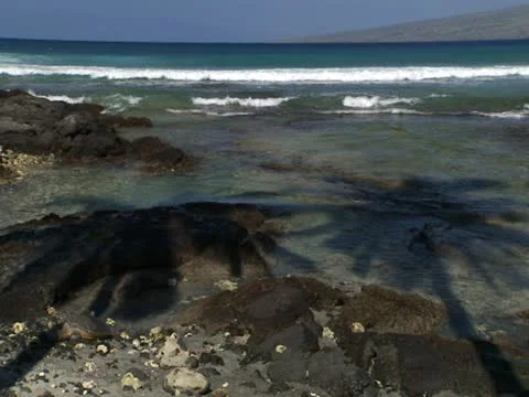 Tide Pool with Palm Tree Shadows 스톡 동영상 22244684