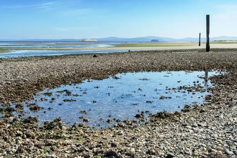 Tide Pool at Sidney Spit Vancouver Island BC Stock Photos