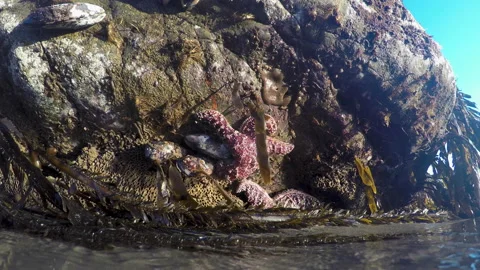 Tide Pool Starfish Stock Footage 138235559
