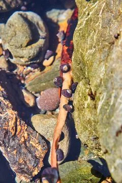 Tide pool with tiny snails on branch Stock-Fotos