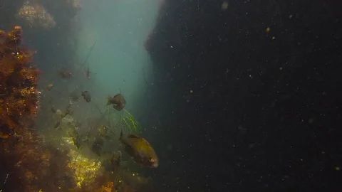 Tide Pool Trench With School Of Fish Stock-Footage 90239560