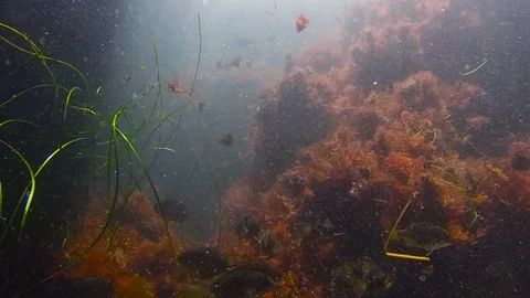 Tide Pool Trench With School Of Fish Stock Footage 90239575