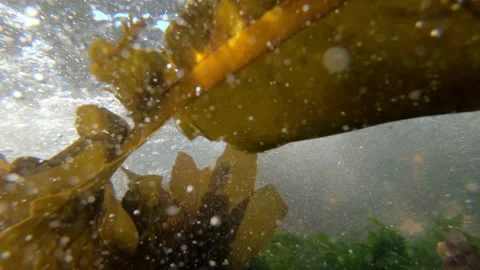 Tide Pool, Wave, Kelp Stock Footage 138724786