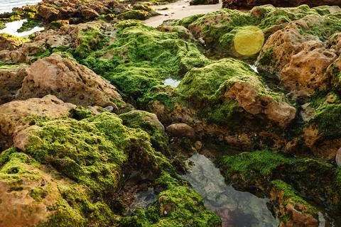 Tide pools show rocks and seaweed along shore during low tide in early evenin Stock Photos