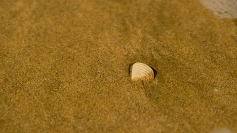 Tide pushes shallow water over small white seashell on beach; close-up Stock Footage 204556768