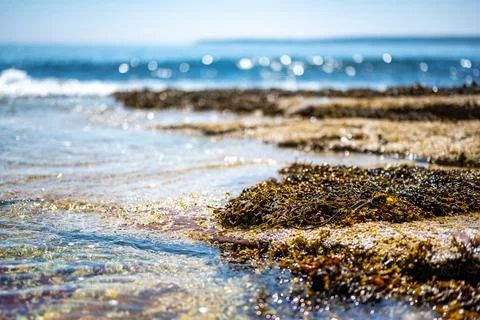Tide refreshing pools at the oceanfront of Wonderland Trail Acadia National Park Stock Photos