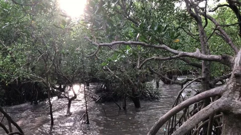 Tide rising in the mangroves Stock Footage 98036908