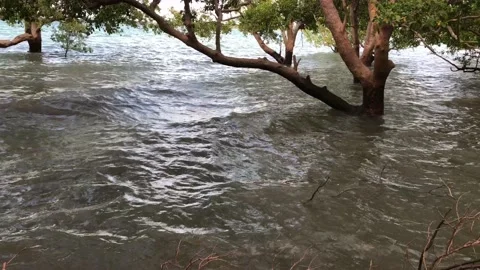 Tide rising in the mangroves Stock Footage 98037237