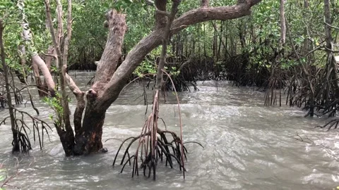 Tide rising in the mangroves Stock Footage 98037550