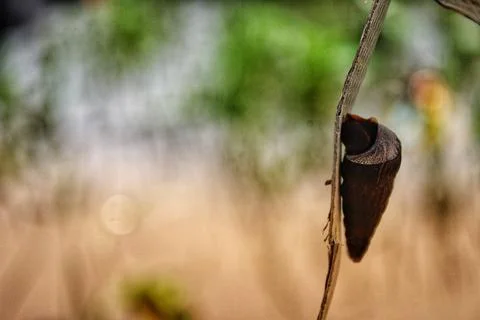 The tide snails crawled over the grass Foto stock