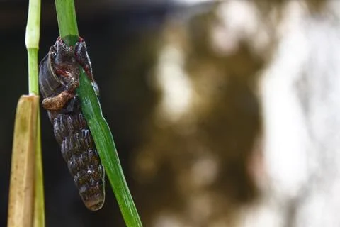 The tide snails crawled over the grass Photos