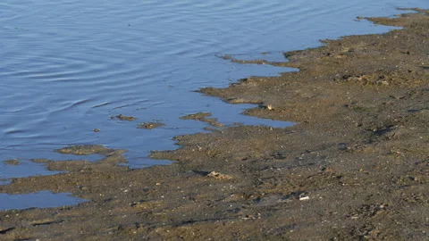 Tide water creeping back on the shore Stock Footage 339510086