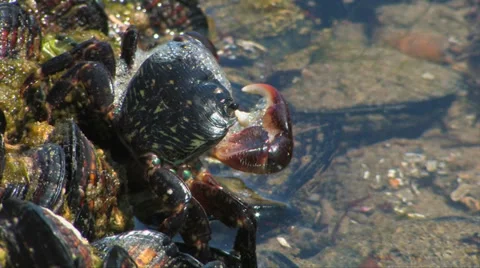 Tidepool Crab Stock Footage 38317354
