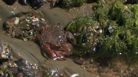 Tidepool Crab 스톡 동영상 38317436