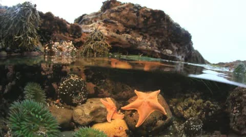 Tidepool Stock Footage