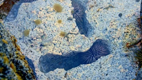 Tidepool Macro Hermit Crab Sea Urchins Kauai Hawaii Stock Footage 81914615