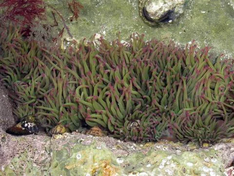 Tidepool Stock-Fotos