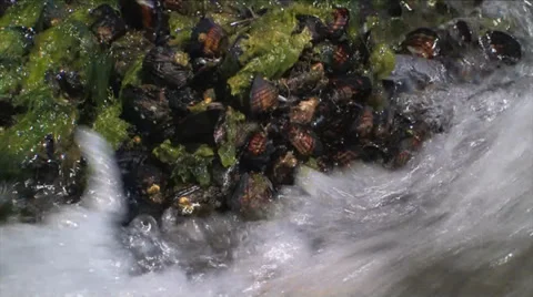 Tidepool waves Stock Footage 38317373