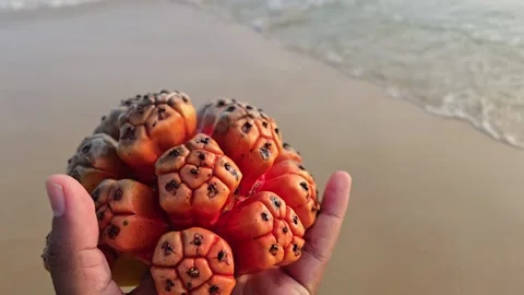 As tides come and go, this Hala fruit rests in hand—a sun-drenched gem often Vídeo Stock 336439349