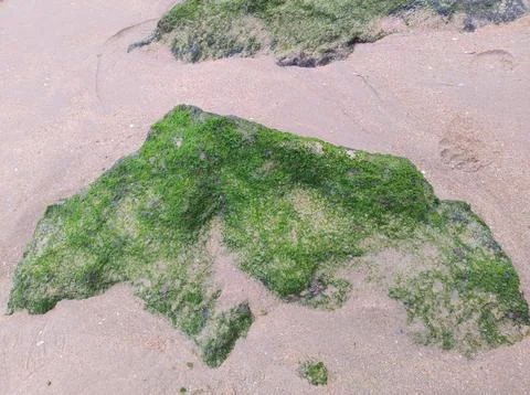 Tide’s Green Trace Stock Photos
