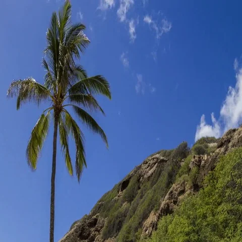 Tides: Hawaii Palm in Wind Stock Footage 69699712