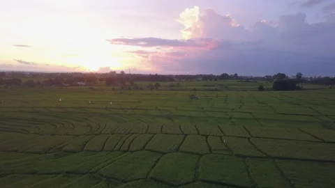 Tidy aerial pattern of extensive green rice field near Canggu Bali Stock Footage 217675935