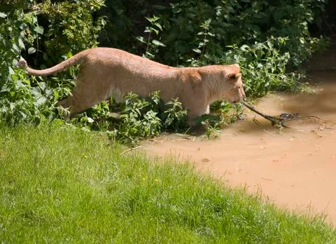 Tidy Lion 写真素材