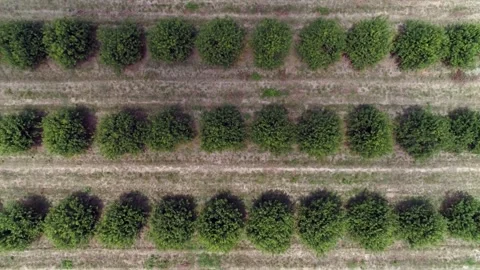 Tidy pattern repeats as aerial ascends over rows of fruit orchard trees Stock Footage 297248398