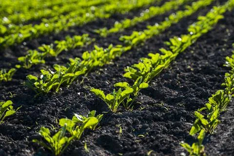 Tidy rows of sugar beets in perspective in fertile soil on an agricultural field Stock Photos