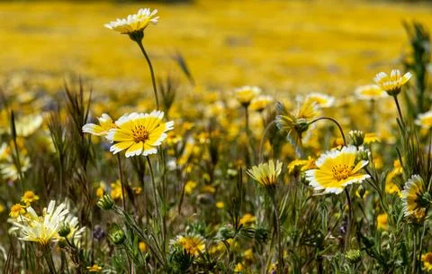Tidy Tips blooming Stock Photos