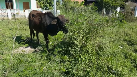 Tied black cow eats leaves off of bush in front of house, Nyaungshwe, Myanmar Vídeos de archivo 79976704