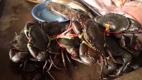 Tied up crabs Stock Footage 124512267