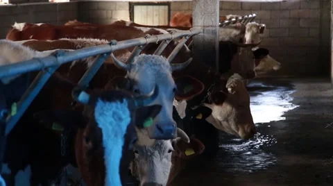 Tied dairy cattle in the stable Stock-Footage 58862741