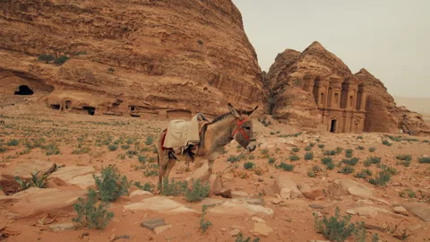Tied donkey in the desert Stock Footage 271590606