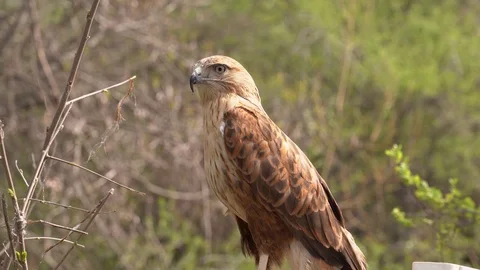 Tied hawk sitting on a cage in the woods, Stock Footage 106132003