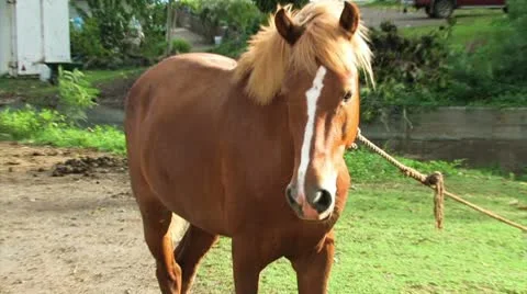 Tied Up Horse Видео 10713244