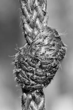 Tied up rope string knot grey background isolated Stock Photos