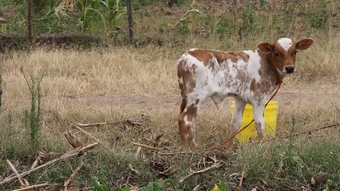 Tied up young calf in field Stock Footage 90915331