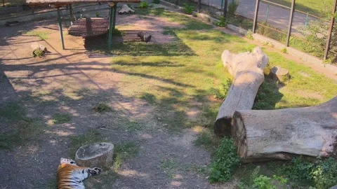 Tier sliping in the shadow Stock Footage 159220267