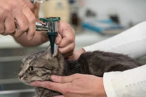 Tierarzt untersucht graue Katze im Ohr - Nahaufnahme Graue Katze wird von ... Stock Photos