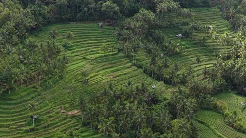 Tiered Green Rice Fields Into A Lush Hillside Valley Of Sidemen With Coconut Stock Footage 345369381