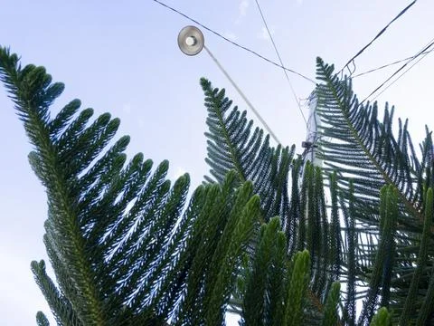 Tiered pine 写真素材