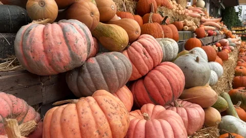 Tiered Pumpkin Display at Fall Market Exhibition Stock Footage 287859684